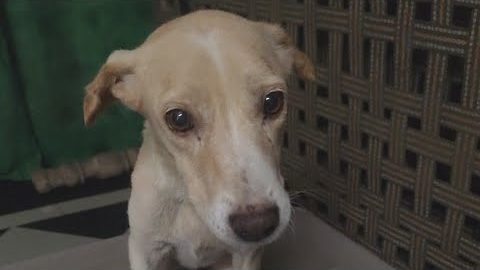 Sweety, a gentle cream-coloured street dog