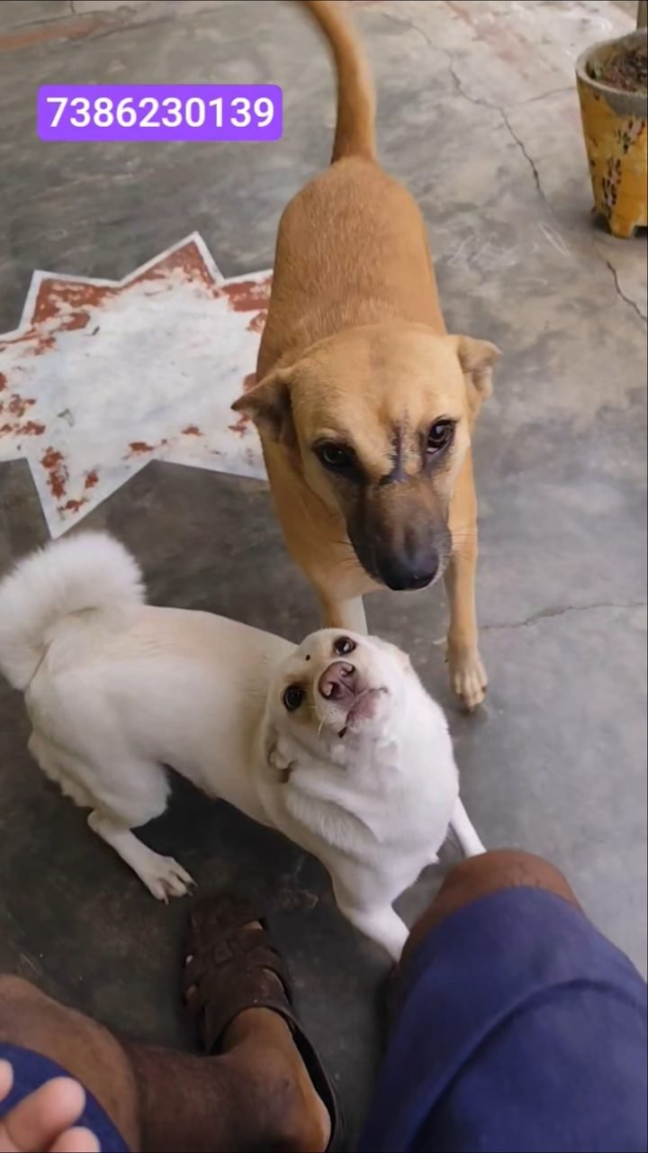 Milky, a young rescued dog, now healthy
