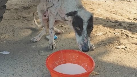 Two dogs eating together from a bowl on the street