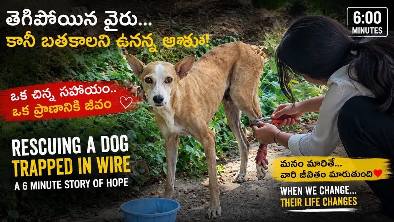 Thumbnail from a video about rescuing a dog trapped in wire
