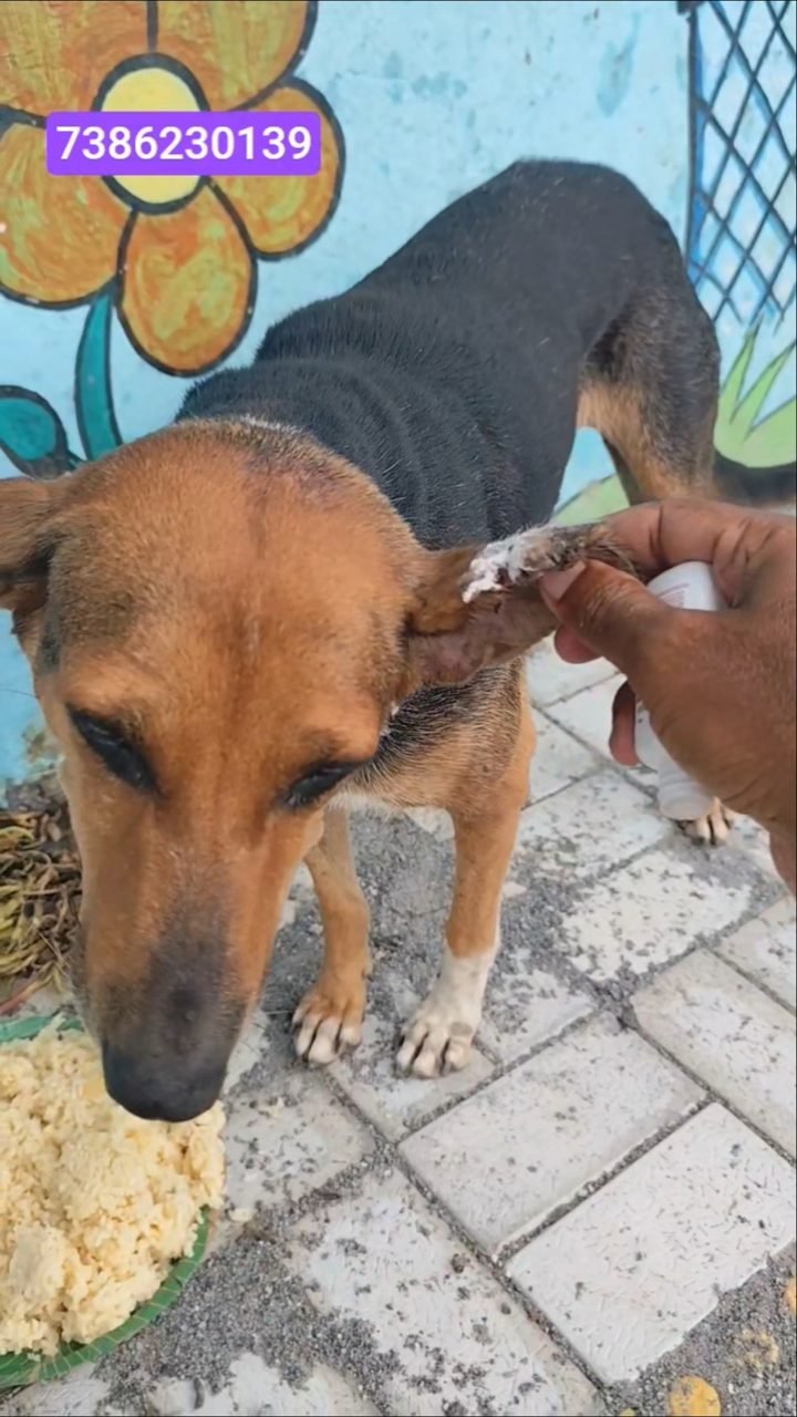 Applying medicine to a street dog's injured ear