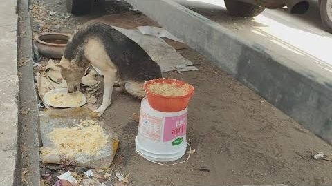 A sponsored feeding round laid out on the street