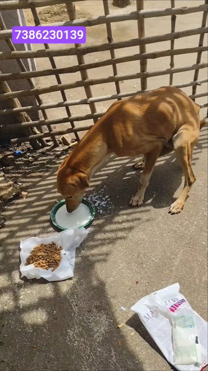 A paralysed dog resting indoors out of the heat