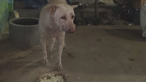 A dog eating at the agreed community feeding spot