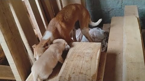 Rescued puppies in a safe shelter, ready for adoption