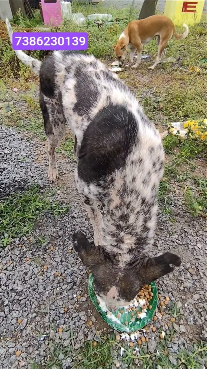 A dog fully recovered from severe skin disease, eating well