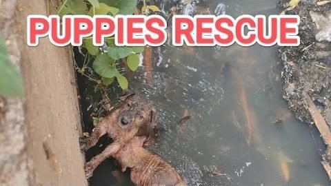 Puppies being lifted out of a roadside storm drain