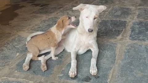 An orphaned puppy accepted by two adult street dogs