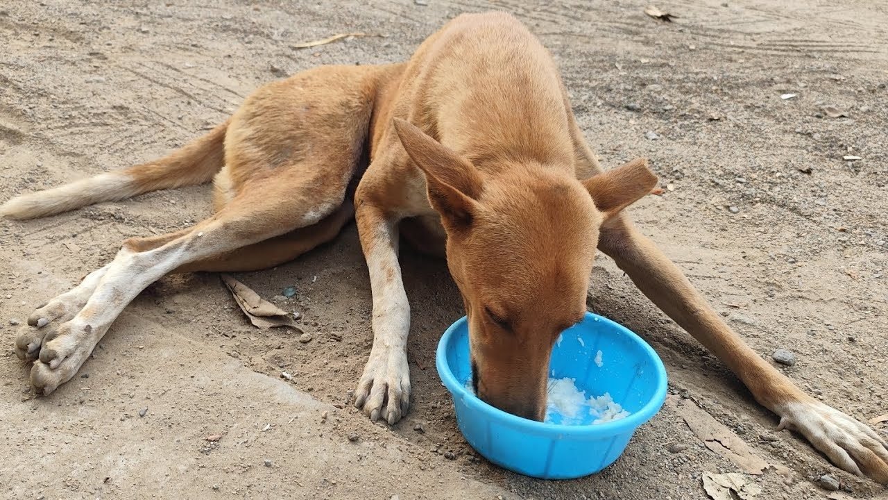 A dog injured in a road accident, drinking water