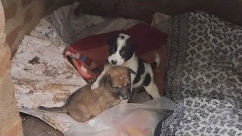 Puppies resting together after being treated for ticks