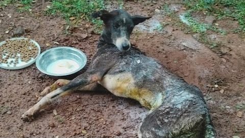 An injured dog sheltered from monsoon rain with food and water beside him