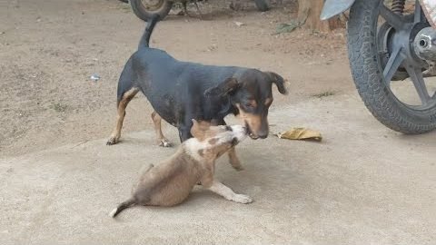 A street dog nursing puppies that were not her own
